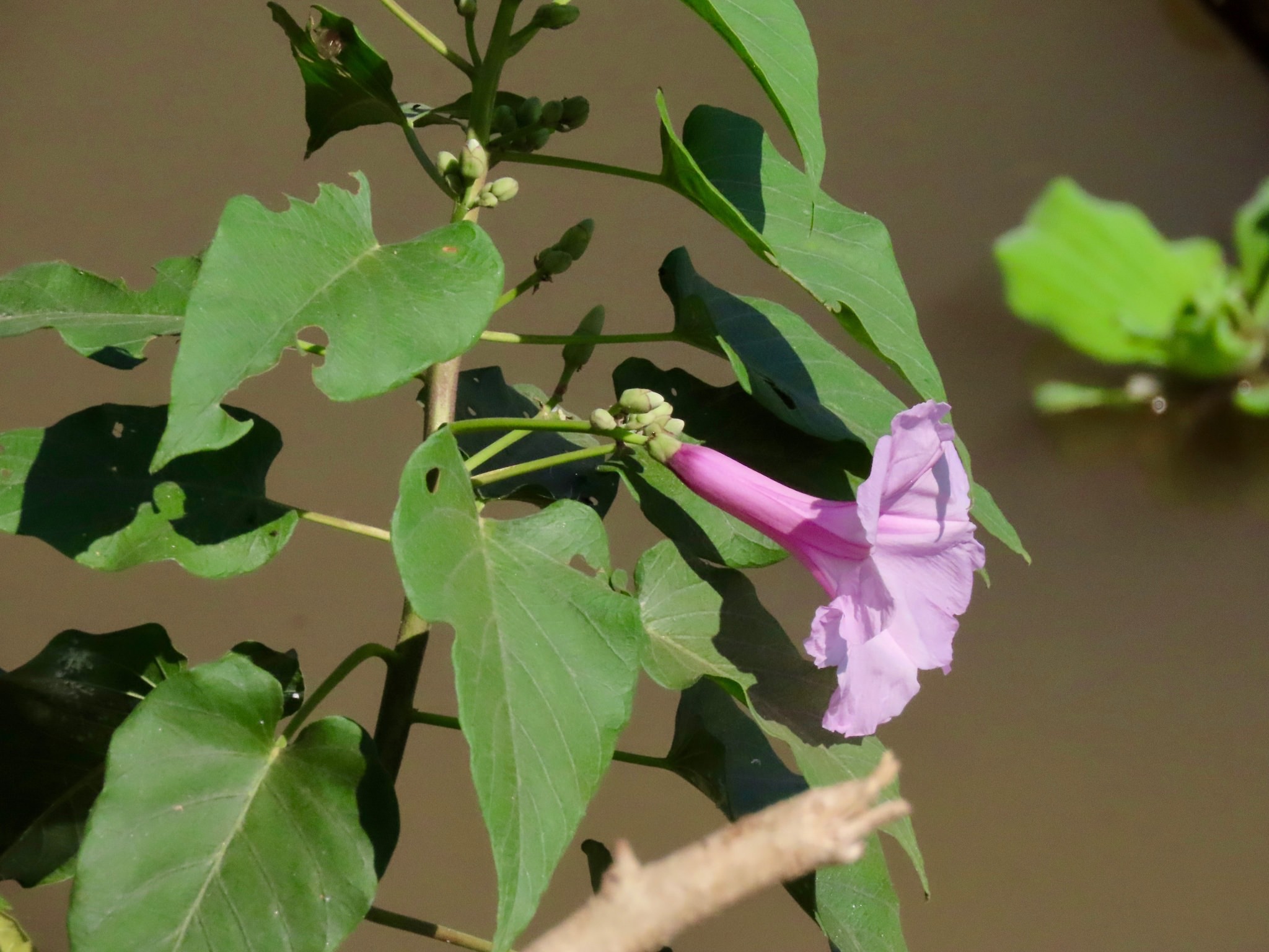Ipomoea carnea